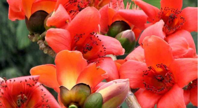 木棉花的花语功效有哪些？它在传统医学中扮演什么角色？