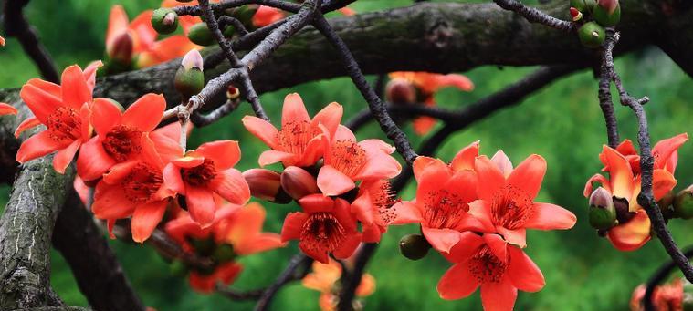 木棉花的花语功效有哪些？它在传统医学中扮演什么角色？