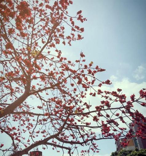 木棉花的花语功效有哪些？它在传统医学中扮演什么角色？