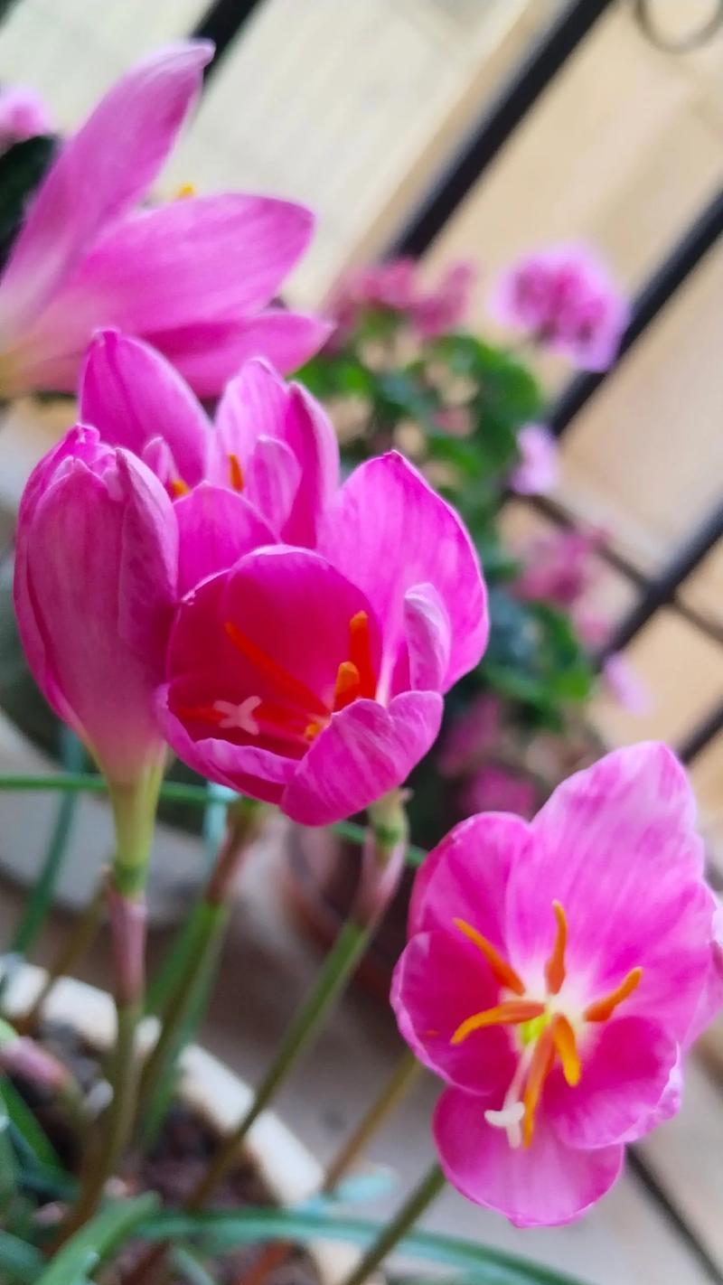 不在意通常用哪种花来表达？花语中不在意的含义是什么？