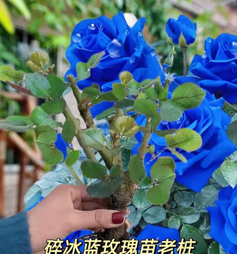 不在意通常用哪种花来表达？花语中不在意的含义是什么？