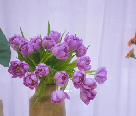 小丽花紫色的花语有何深意？