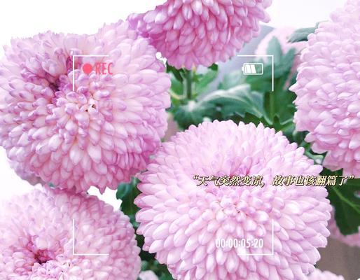 阴晦之气之声的花语代表什么？这种说法的花语有何含义？