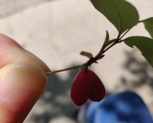 爱心果的花语代表了什么？