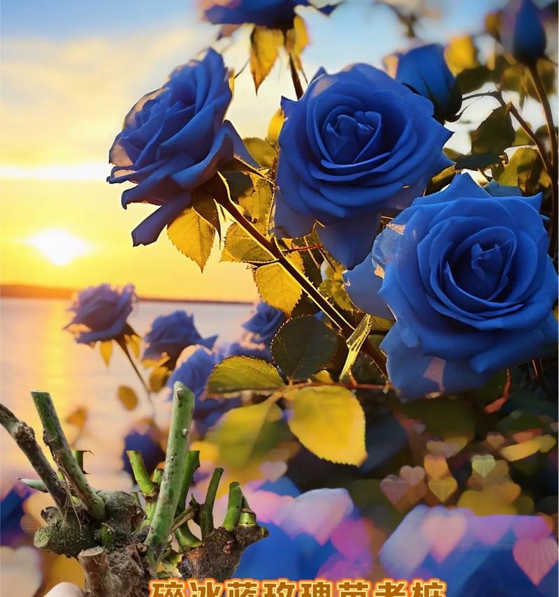 玫瑰花送给病人有何特别花语？