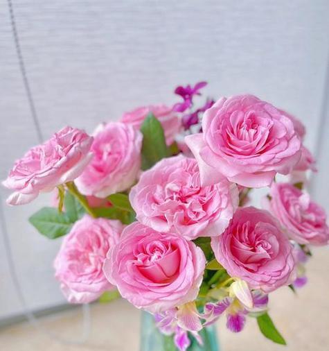 洛神粉玫瑰的花语代表什么？