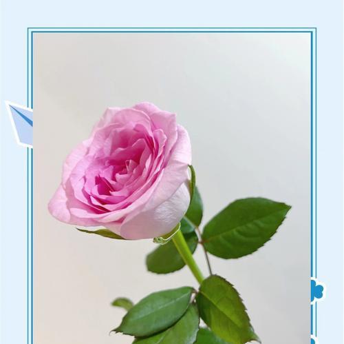 洛神粉玫瑰的花语代表什么？