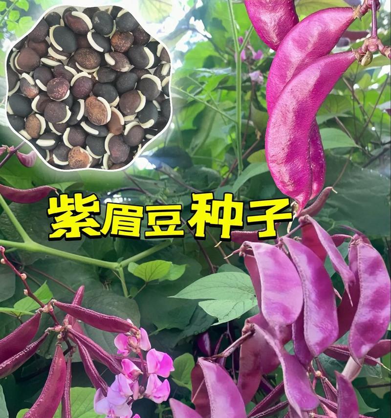 绿眉豆的花语有哪些？绿眉豆代表什么花语？
