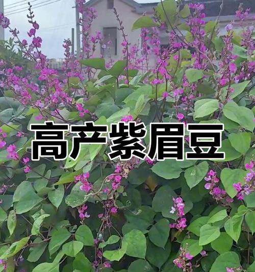 绿眉豆的花语有哪些？绿眉豆代表什么花语？