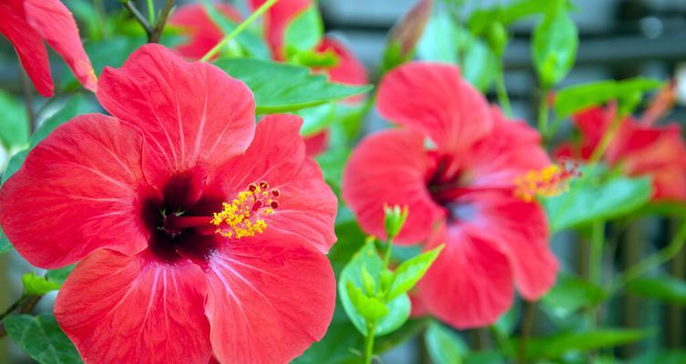 辣皮子花代表了什么？