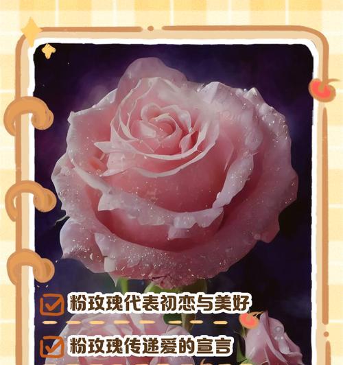 一朵玫瑰的花语是什么？如何表达爱意？