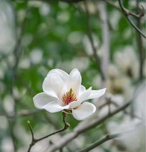 木兰花的花语是什么？这种花语在文化中有何象征？