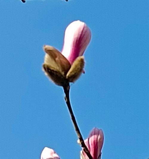木兰花的花语是什么？这种花语在文化中有何象征？