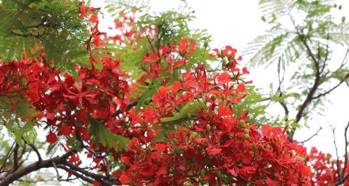 凤凰木的花语象征和寓意是什么？它代表什么？