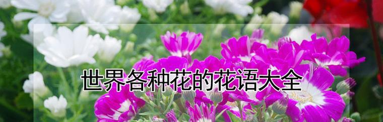 两面花树的花语有哪些含义？