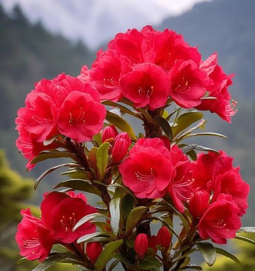 两面花树的花语有哪些含义？