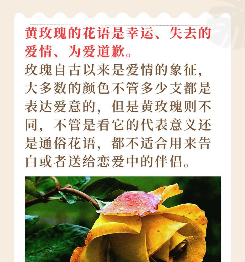 自我放弃的花语代表什么含义？