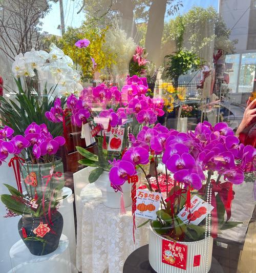 蝴蝶兰的花语如何描写？蝴蝶兰花语的含义是什么？