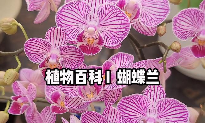 蝴蝶兰的花语如何描写？蝴蝶兰花语的含义是什么？