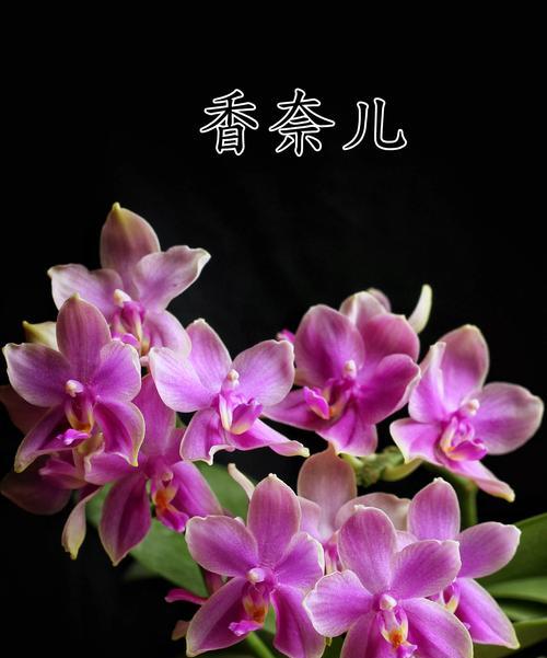 蝴蝶兰的花语如何描写？蝴蝶兰花语的含义是什么？