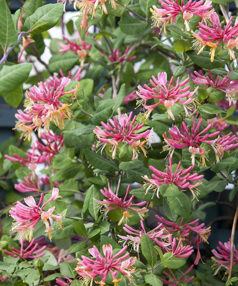 白玉龙花的花语代表了什么？