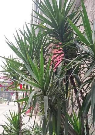 仙人掌有哪些花语和品种？
