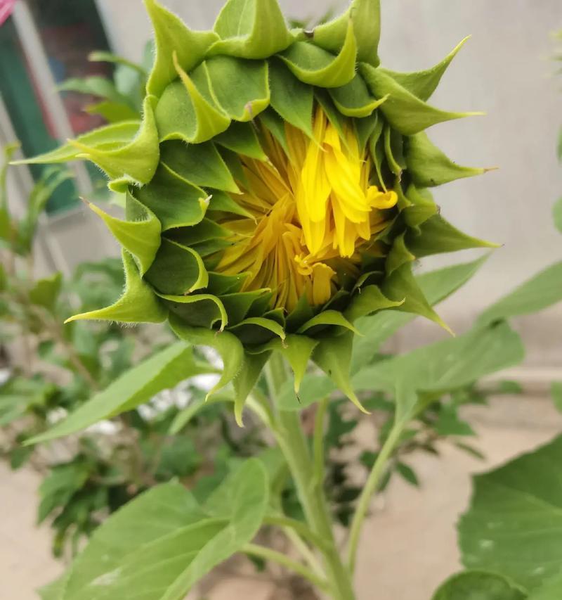 向日葵象征着什么？花语有哪些？