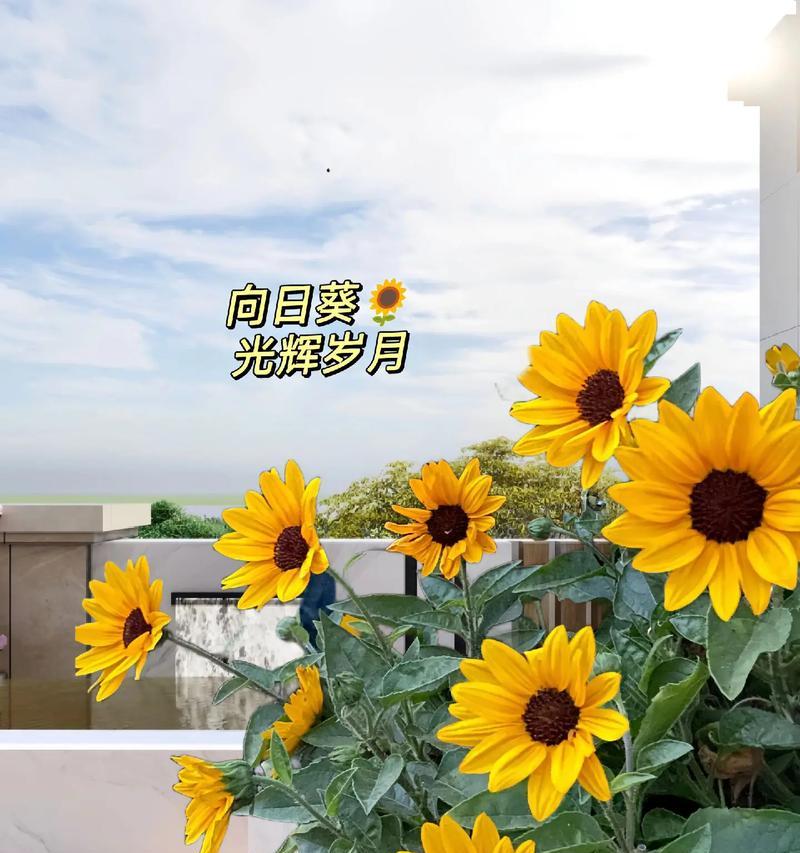 向日葵象征着什么？花语有哪些？