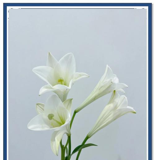 花语送走福星什么意思呀？这种花语通常用来表达什么愿望？