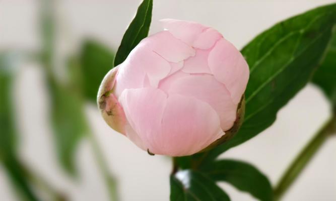 依依的花语代表什么？如何正确表达情感？