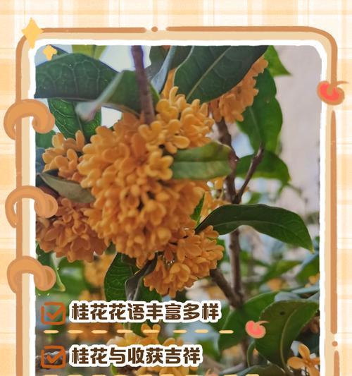 桂花的花语有哪些含义？