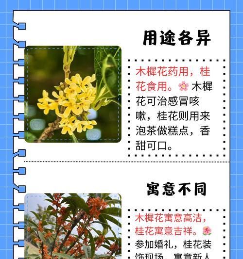 桂花的花语有哪些含义？