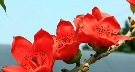 紫灵仙子的花语有何寓意？