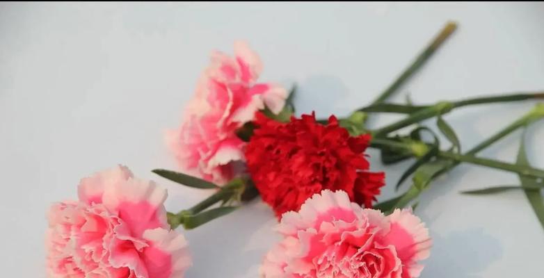 送爸爸花束时应该选择哪种花？花语又该如何表达？
