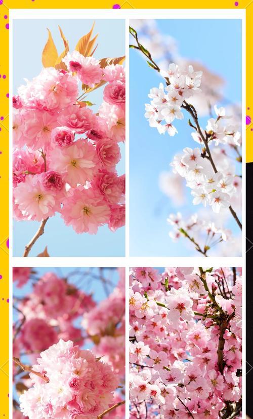 樱花的传说花语和寓意是什么？它代表了什么？