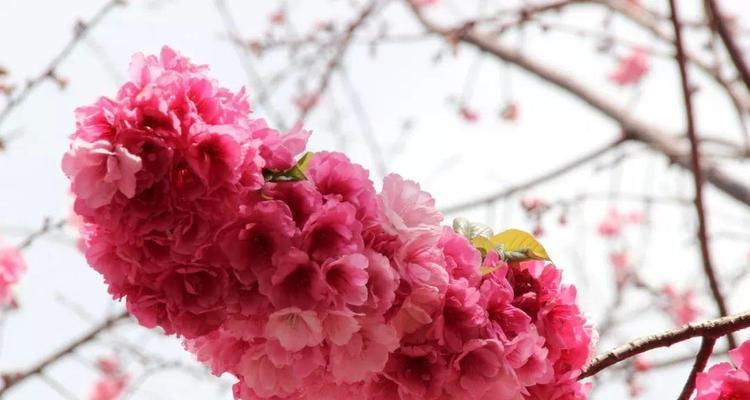樱花的传说花语和寓意是什么？它代表了什么？