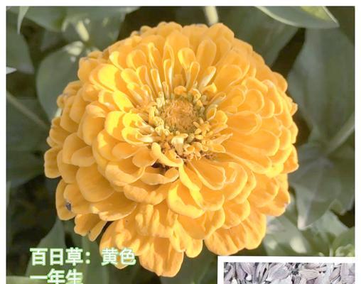 百日草的花期是多久？如何延长花期？
