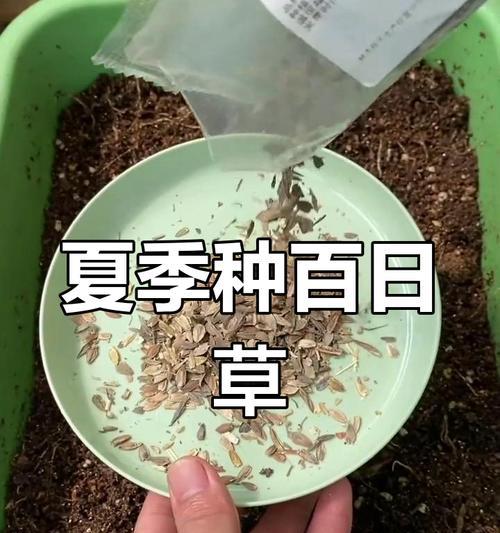 百日草的花期是多久？如何延长花期？