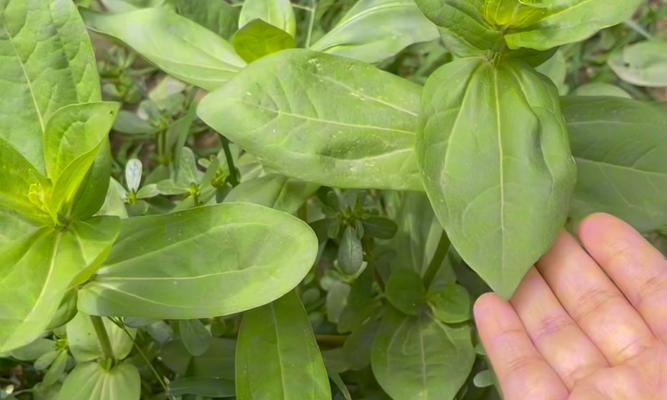 百日草的花期是多久？如何延长花期？