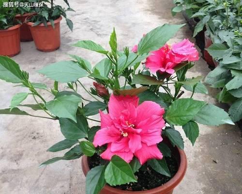 木槿花如何养护才能轻松爆花？