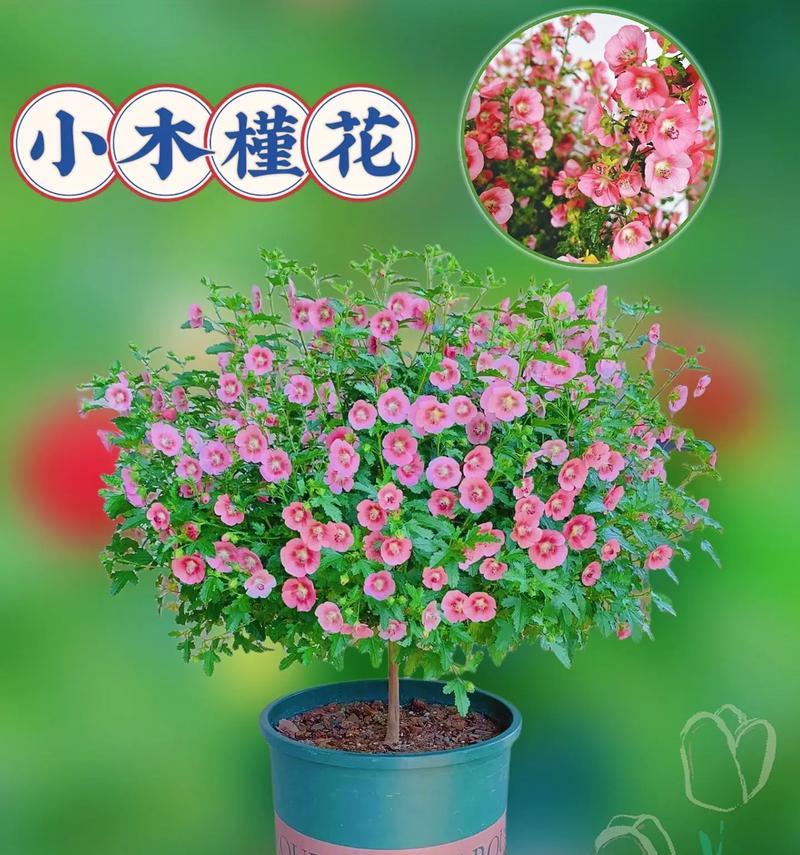 木槿花如何养护才能轻松爆花？