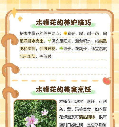 木槿花如何养护才能轻松爆花？