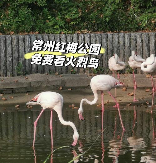红梅如何繁殖？有哪些繁殖技巧？