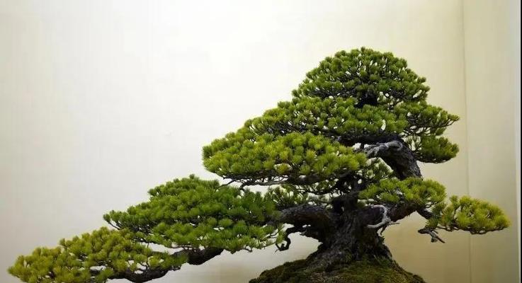 五针松养护需要注意什么？“三怕四要”原则是什么？