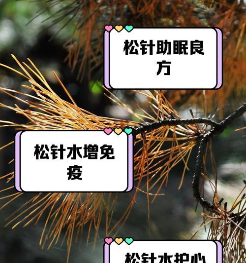 五针松养护需要注意什么？“三怕四要”原则是什么？