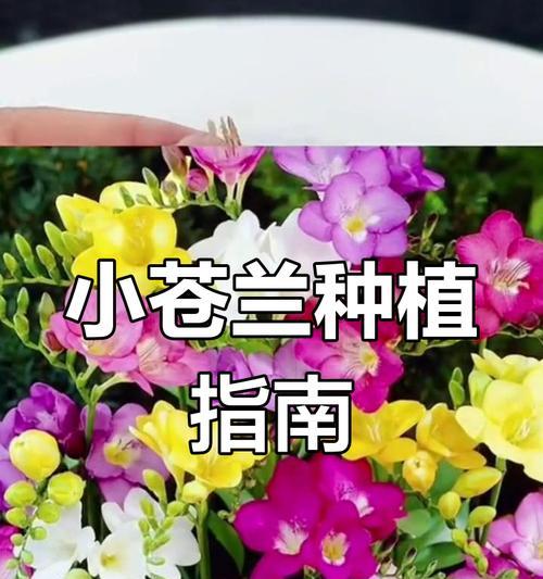 香雪兰如何养护？有哪些养护秘籍？