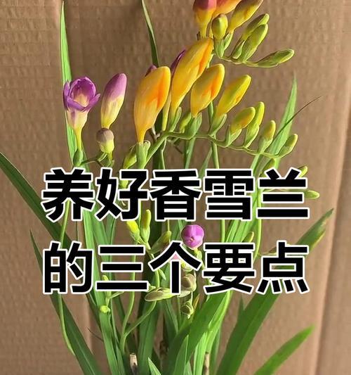 香雪兰如何养护？有哪些养护秘籍？