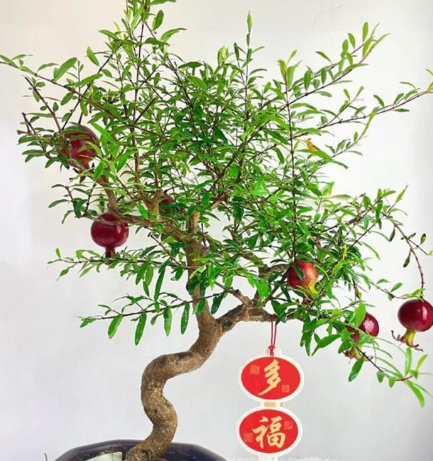 山东盆景爱好者如何将石榴养成小盆景？意境十足的盆景是如何打造的？