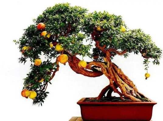 山东盆景爱好者如何将石榴养成小盆景？意境十足的盆景是如何打造的？