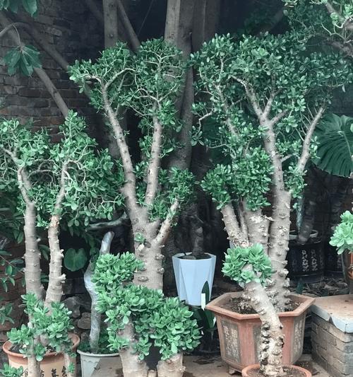 哪些花卉需要大盆养护？大盆养护的花卉有哪些指南？